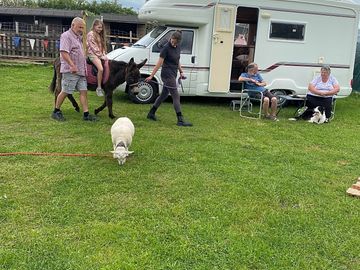 Walking the animals