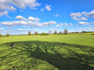 Shade in the meadow