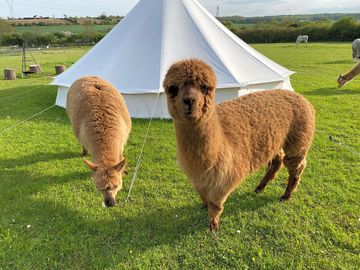 Lenny the alpaca and friend (added by manager 25 jun 2022)