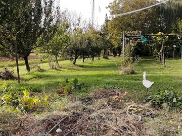 The vegetable garden