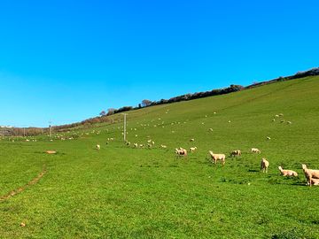 Sheep on the camping field (added by manager 09 apr 2024)