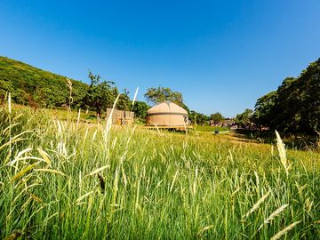 Yurt nestled in ancient orchard, surrounded by trees and long areas of grass (added by manager 13 may 2024)