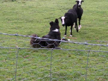 The dog chatting to the sheep (added by manager 17 jul 2019)
