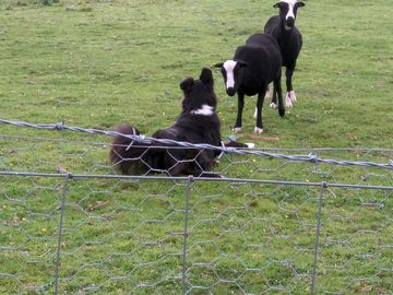 The dog chatting to the sheep