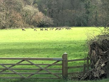 Herd of deer
