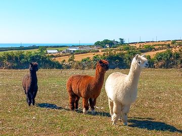 Our lovely alpacas that can be seen from the campsite field. (added by manager 25 apr 2023)