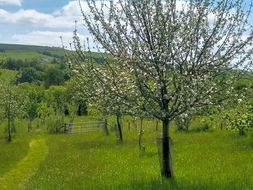 Spring is apple-blossom time