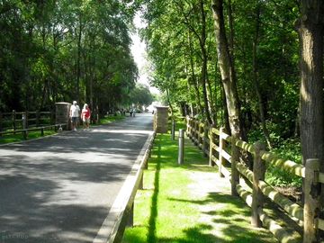Lovely wooded driveway
