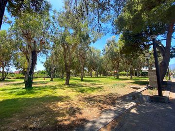 Pitches among the trees