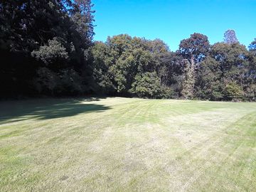 Freshly cut grass