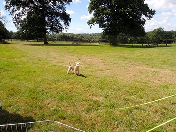 Barley, our lakeland terrier enjoying her camping trip