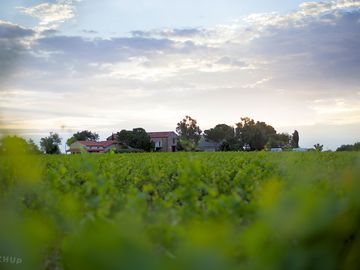 View over the vineyard in the morning