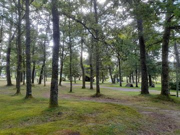 Pitches surrounded by trees