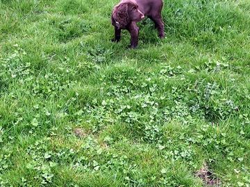 Milly, the resident dog