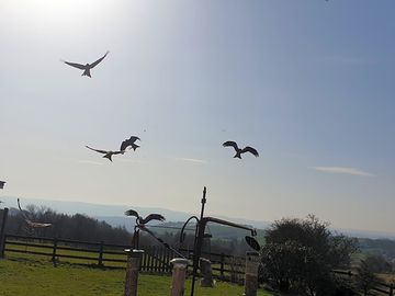 Red kites (added by manager 06 apr 2022)