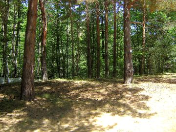 Wooded part of the site