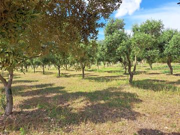 Find shade under the olive trees (added by manager 29 feb 2024)