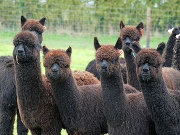 Alpacas on site