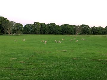 Grassy pitches