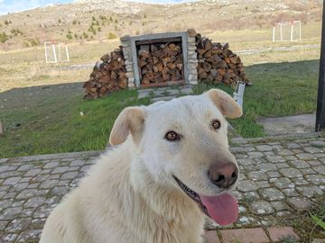 Dog-friendly site