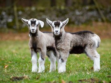 Goat kids on the farm (added by manager 08 apr 2021)