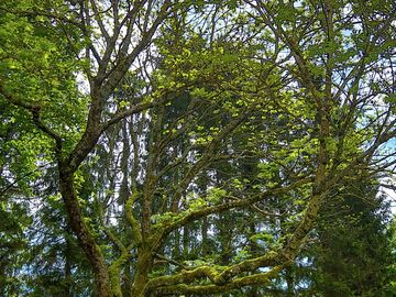 View into the trees