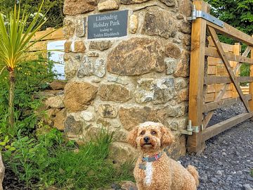 Dog-friendly accommodation