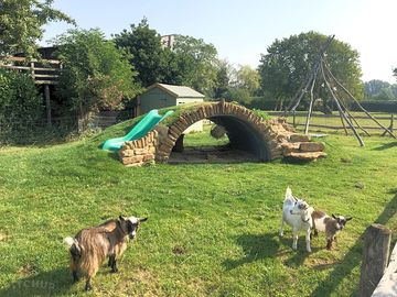 Nanny pygmy goat pen