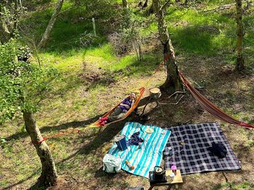 Campers experiencing the hammocks