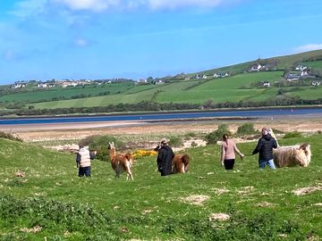 Llama trekking onsite