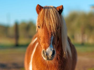 La nostra pony stella