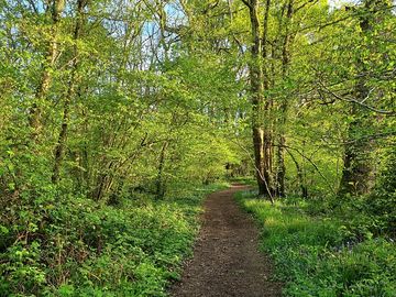 On site woodland off lead dog walk