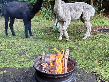 They are so nosey, around people! cue the beautiful firepits included with camping.