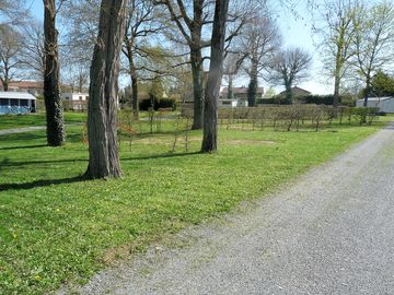 Grass pitches among the trees