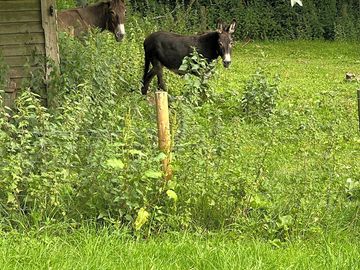 Teabag and woolly, two of our resident donkeys.