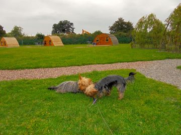 Sooty and buster loving the holiday (added by visitor 01 sep 2014)