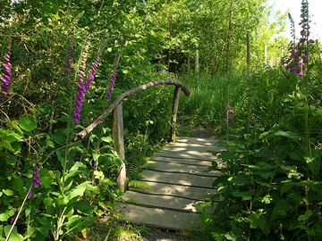 Foxgloves on the path