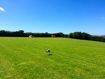 Space for dogs to play
