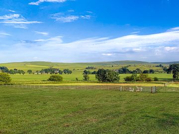 Countryside views and cute alpacas
