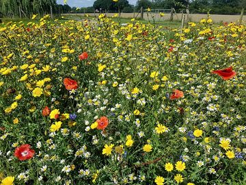 Wildflower meadow (added by manager 29 feb 2024)