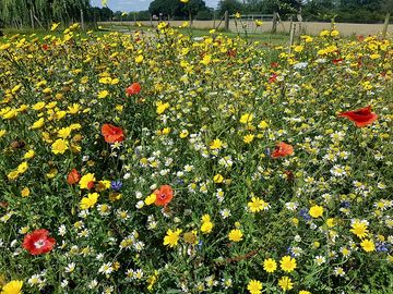 Wildflower meadow