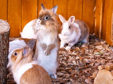 Rabbits