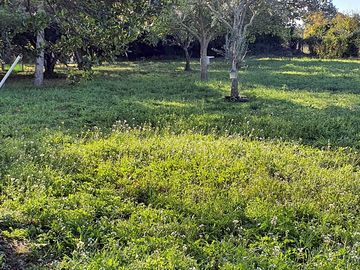 Grassy pitches