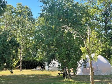Glamping tents among the apple trees