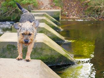 Dog hopping over the river