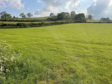 Grassy field