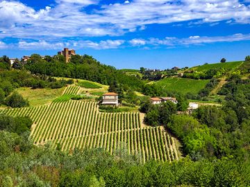 Views across the vineyards