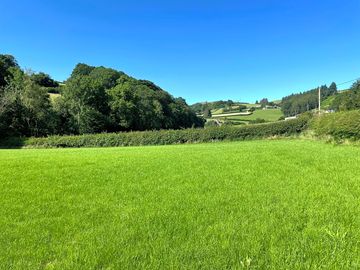 Green grass