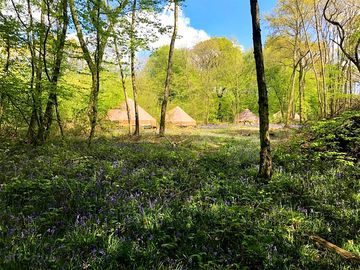 Bell tents in the woods