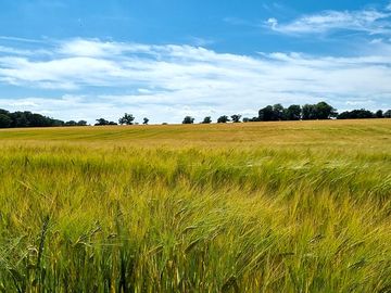 Barley field next to campsite